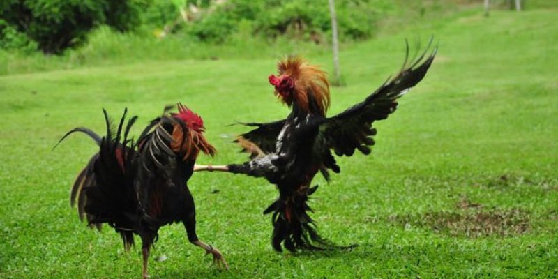Cách đặt cược đá gà chuẩn xác tại sảnh Digmaan